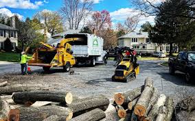 How Our Tree Care Process Works  in  Pine Valley, CA