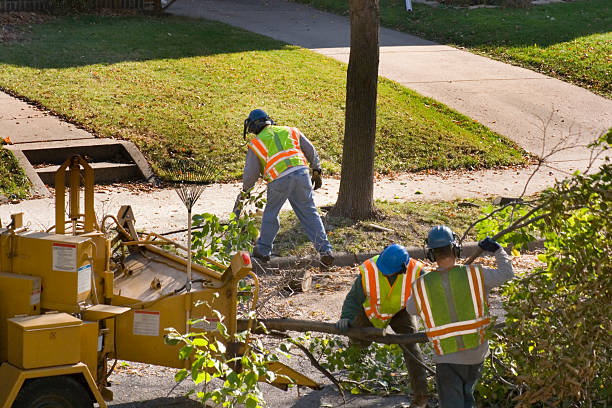 Landscape Design and Installation